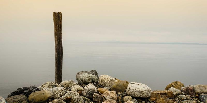 本地服务新蓝海：宠物临时寄养与上门喂养如何撬动百亿级社区信息市场