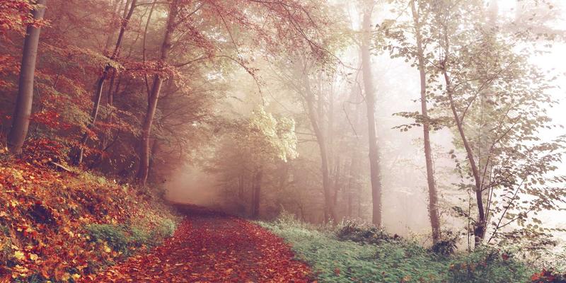 本地服务新蓝海：社区宠物托管与健康管理如何重塑便民信息生态